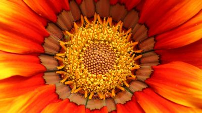 Blossom Bloom Flower Ice Plant  - Lolame / Pixabay