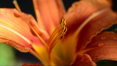 Feuerlilie Garden Lily Lily  - congerdesign / Pixabay
