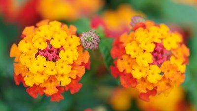 Flower Colorful Blossom Decorative  - newarta / Pixabay