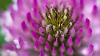 Klee Violet Spherical Flower  - Sweetaholic / Pixabay