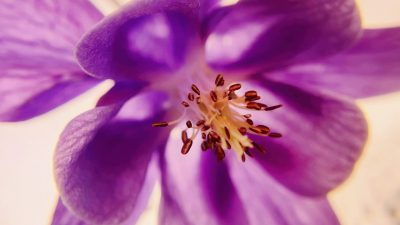 Macro World Purple Blossom Bloom  - artistblogging / Pixabay