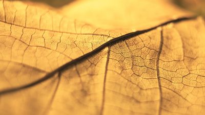 Nature Plants Dry Leaf Uschni%C%ty  - gosiak1980 / Pixabay