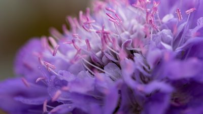 Plant Bee Nature Pollen Hummel  - ka_re / Pixabay
